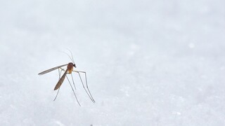 Κουνούπια και μύγα τσετσέ μετατρέπονται σε «απειλή» λόγω κλιματικής αλλαγής