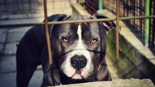 Θεσσαλονίκη: Προφυλακίστηκε ο ιδιοκτήτης των σκυλιών που σκότωσαν την 50χρονη