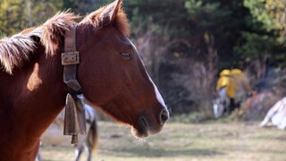 Τύρναβος: Βρέθηκε νεκρό άλογο, δεμένο σε κολώνα της ΔΕΗ