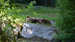 Νυμφαίο: Σε χειμερία νάρκη οι αρκούδες του Αρκτούρου, πολύ νωρίτερα από κάθε άλλη χρονιά  