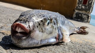 Λαγοκέφαλος: Πώς ο «τρόμος των ψαράδων» θα γίνει ιχθυάλευρο - Ειδικός εξηγεί