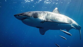 Νεκρός σέρφερ από επίθεση καρχαρία στη Χαβάη