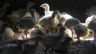 Γαλλία: Εντοπίστηκαν κρούσματα της γρίπης των πτηνών σε εμβολιασμένες πάπιες