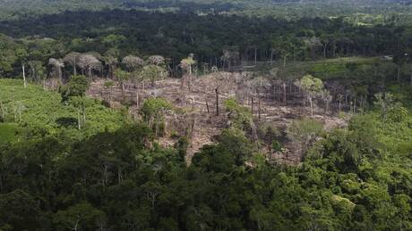 Αμαζόνιος: Μειώθηκε στο μισό το ποσοστό αποψίλωσης το 2023