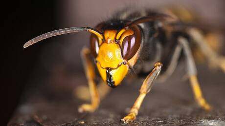 Συναγερμός για τις ασιατικές σφήκες που εξολοθρεύουν τις μέλισσες στην Ευρώπη