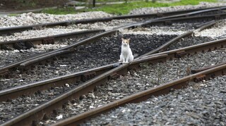 Ρωσία: Γάτος έχασε τη ζωή του - Τον πέταξαν από τρένο σε πολικές θερμοκρασίες