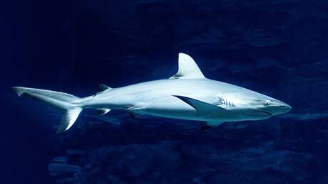 Τι αποκαλύπτει επιστημονική μελέτη για το μέγεθος του καρχαρία μεγαλόδοντα