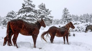 Γρεβενά: Παρέμβαση του Αρείου Πάγου για την κτηνωδία με τα τεμαχισμένα άλογα
