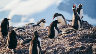 Ανταρκτική: Γρίπη των πτηνών χτύπησε τους πιγκουίνους στα Φόκλαντ - Νεκροί 200 νεοσσοί