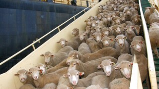 Αυστραλία: Χιλιάδες πρόβατα και βοοειδή εγκλωβισμένα σε πλοίο λόγω της κρίσης στην Ερυθρά Θάλασσα