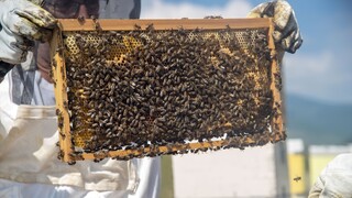 Μελισσοκόμοι Χαλκιδικής: Φρένο στις ελληνοποιήσεις και στήριξη για μείωση κόστους παραγωγής