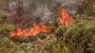 Πυρκαγιά σε δασική έκταση στη Φθιώτιδα - Επιχειρούν και εναέρια μέσα