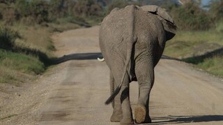 Νότια Αφρική: Περιπετειώδης καταδίωξη ελέφαντα που το έσκασε από το Εθνικό Πάρκο
