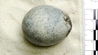 Αυγό 1.700 ετών έχει ακόμη τον κρόκο και το ασπράδι του