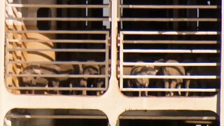 Αυστραλία: Χιλιάδες πρόβατα και βοοειδή αποβιβάστηκαν μετά από έξι εβδομάδες σε πλοίο λόγω των Χούθι