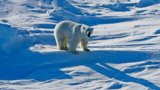Κλιματική αλλαγή: Σε κίνδυνο λιμοκτονίας οι πολικές αρκούδες σε μια Αρκτική χωρίς πάγο