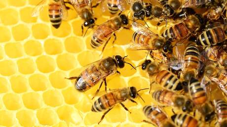 Ροδόπη: Οι θερμοκρασίες ρεκόρ απειλούν τις μέλισσες, προειδοποιεί η Ένωση Μελισσοκόμων  
