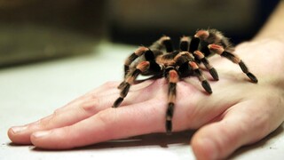 Η πιο φονική αράχνης της Βρετανίας τσίμπησε 5χρονη - Πως σώθηκε το κορίτσι