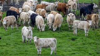 ΥπΑΑΤ: Παρεμβάσεις 2 δισ. για τη στήριξη της κτηνοτροφίας