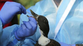 Γρίπη των πτηνών: Τα πρώτα κρούσματα στην Ηπειρωτική Ανταρκτική